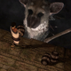 Illustration for article titled emThe Last Guardian/em: The First Screenshots